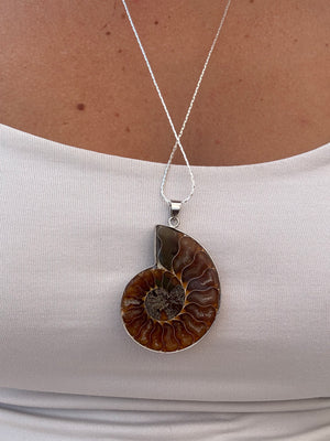 Ammonite