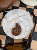 Ammonite