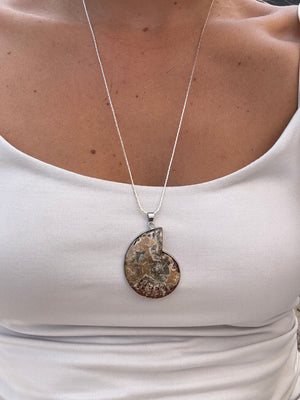 Ammonite